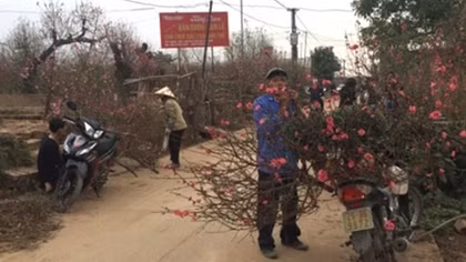 Đào nở sớm, người Nhật Tân lo "mất Tết"