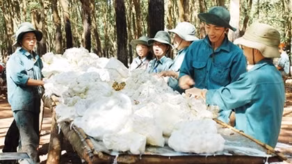 Cây cao su giải quyết việc làm cho hơn 21.000 lao động ở tỉnh Bình Phước