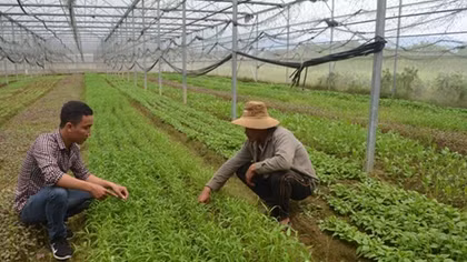 Hiệu quả mô hình trồng rau sạch công nghệ cao ở vùng ven đô thị Đà Nẵng 