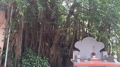 Làng có 8 cây di sản
