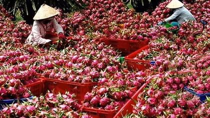Bài toán xuất khẩu cho những tháng cuối năm