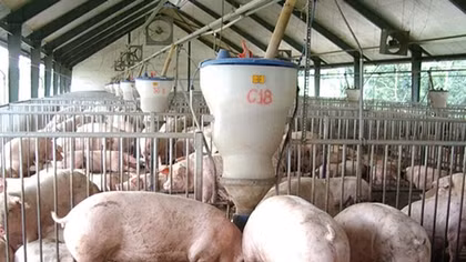 Giá thịt lợn tăng cao, hộ chăn nuôi không nên “găm” hàng tạo “sốt ảo”
