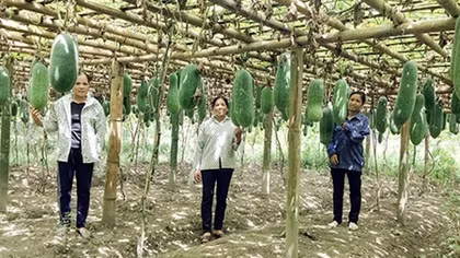 Ứng xử với nông nghiệp công nghệ cao như công nghiệp