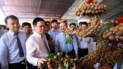 Hưng Yên cần quy hoạch vùng sản xuất nhãn hợp lý