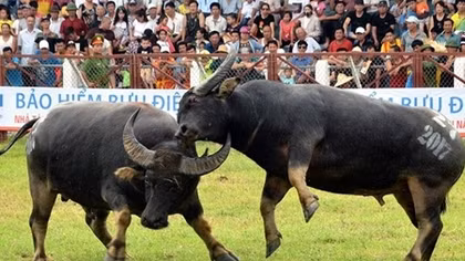 Sẽ thu hẹp quy mô, tăng cường an ninh cho lễ hội chọi trâu