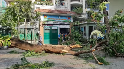 Phát triển mạng lưới cây xanh đô thị an toàn và bền vững