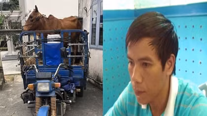 Nổi cộm nạn trộm cắp trâu bò ở vùng quê