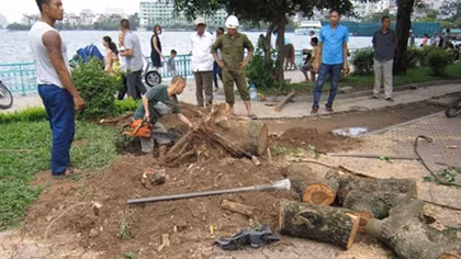 Một cây gỗ sưa trên đường Thanh Niên bị cưa trộm