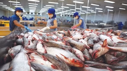 Việt Nam chịu mức thuế xuất khẩu cá tra vào Mỹ ở mức cao kỷ lục