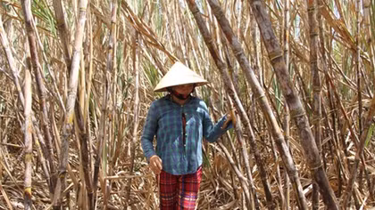 Nhiều diện tích mía ở Cù Lao Dung nguy cơ phải đốn bỏ