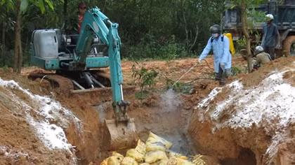 Tái phát dịch cúm gia cầm A/H5N6