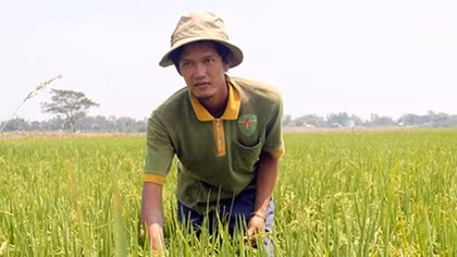 Chàng trai trẻ khởi nghiệp từ… lúa sạch