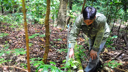 “Đại gia” dưới chân núi Ngọc Linh