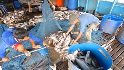 Giá cá tra bất ngờ “lao dốc”