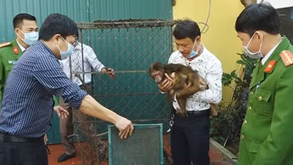 Người dân bàn giao cho Công an chú khỉ mặt đỏ