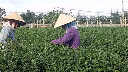 Nỗi buồn hoa tết miền Trung