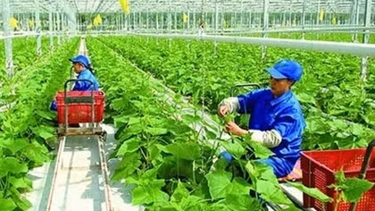 Hoàn thiện Kế hoạch phát triển kinh tế tập thể, hợp tác xã