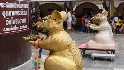 Kỳ bí đền thờ chuột