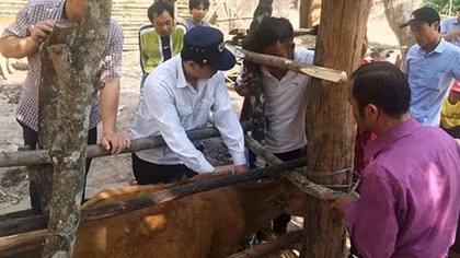 Nhiều nông dân miền Trung điêu đứng vì dịch bệnh liên quan tới trâu, bò
