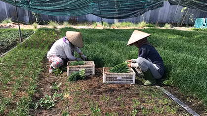 Không phát triển nông nghiệp hữu cơ ồ ạt