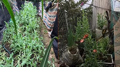 2 anh em trồng gần 350 cây thuốc phiện trong vườn nhà