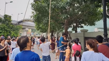 Cư dân Royal City và Times City phấn khích khi thu hoạch xoài