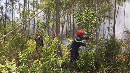 Cháy rừng tại núi Phú Gia, Quảng Ngãi
