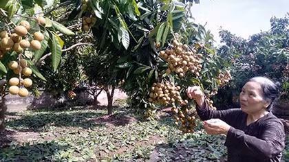 Về thăm xứ nhãn lồng