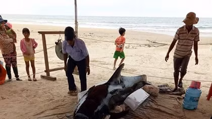 Cá voi lại trôi dạt vào bờ biển Quảng Ngãi