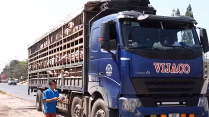 Tăng cường kiểm soát các tuyến giao thông dịch tả lợn châu Phi