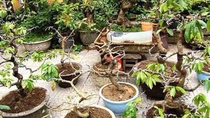 Chuyên “ăn hàng” ở vườn cây cảnh, Ngọc Trinh bị khởi tố