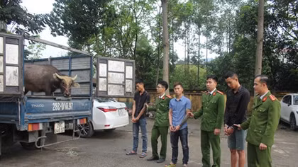 Liên tiếp trộm trâu để… trả góp ôtô