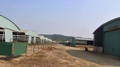 Trang trại bò gây thất thoát hàng nghìn tỉ đồng như thế nào?