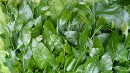 Rau sắng Chùa Hương được đăng ký bảo hộ nhãn hiệu