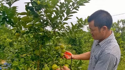 Chanh đào rớt giá thảm hại
