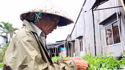 Thời tiết bất thường, nông dân miền Tây Nam bộ lo vụ hoa Tết