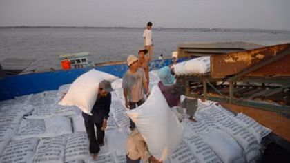 Thay đổi chiến lược phát triển ngành gạo Việt Nam