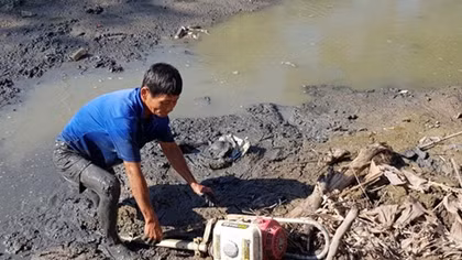 Cây ăn trái bị hư hại nặng do hạn mặn