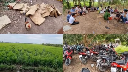 Hàng chục con bạc "xé nát đồng lúa" để thoát thân khi Công an đột kích