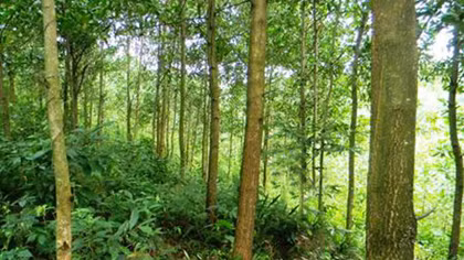 Làm rõ nguyên nhân nam thanh niên chết trong vườn keo