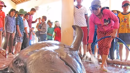Cá voi hơn 1 tấn trôi dạt vào bờ biển phía bắc TP Tuy Hòa