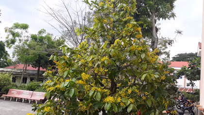 Thời tiết bất thường, nhiều cây mai đón Tết sớm