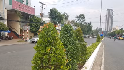 Trồng mới, thay thế hàng cây hồng lộc chết, héo ở Cần Thơ