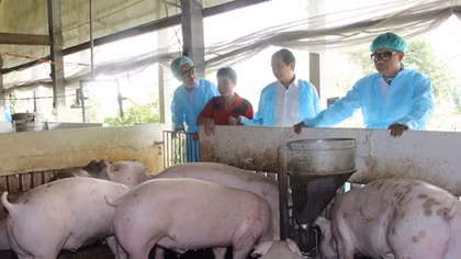 Tiêu huỷ 1.000 tấn lợn nhiễm dịch 