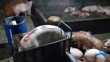 Bắt quả tang vụ bơm thức ăn tăng trọng cho heo