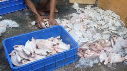 Hãi hùng phát hiện gần 1 tấn cá đang phân hủy tại quán cơm công nhân