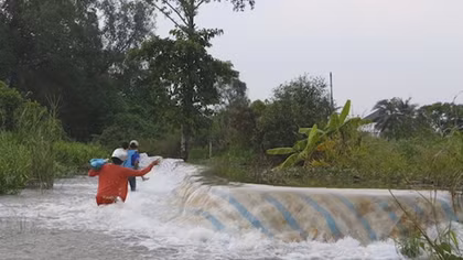 Hàng trăm ha lúa, vườn cây ăn trái ảnh hưởng do triều cường