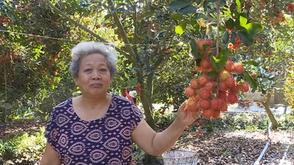 Chôm chôm“chín đỏ vườn”, giá giảm còn phân nửa