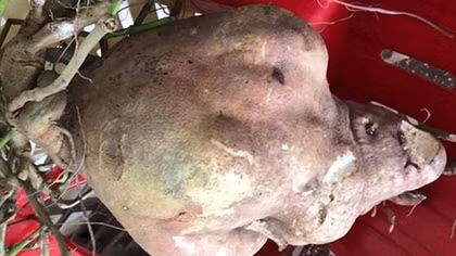  Nông dân ở Vĩnh Long đào củ khoai lang nặng 8,5kg 