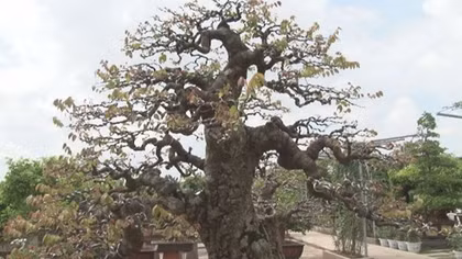 Nghệ nhân bonsai mời khách tham quan vườn kiểng chục tỷ 